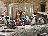 Image for: Penguins Are Coming To Myrtle Beach