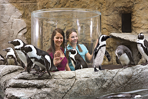 Ripley's Aquarium Penguin Exhibit Myrtle Beach