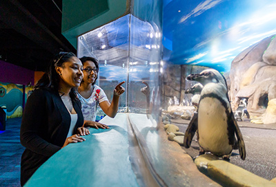 Penguin exhibit at Ripley's Aquarium