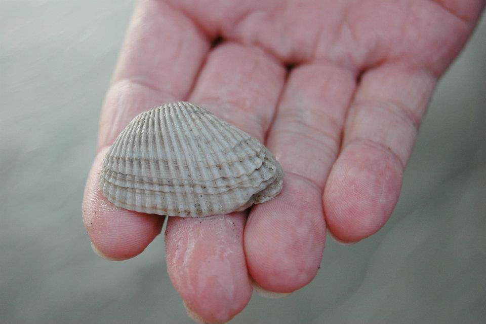 holding a sea shell in hand