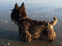 Image for: FAQ: Are Dogs Allowed on the Beach?