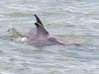 Image for: The Best Dolphin Cruises in Myrtle Beach