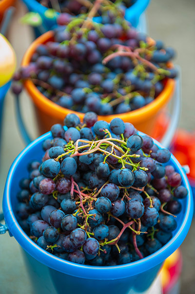 Grapes in buckets