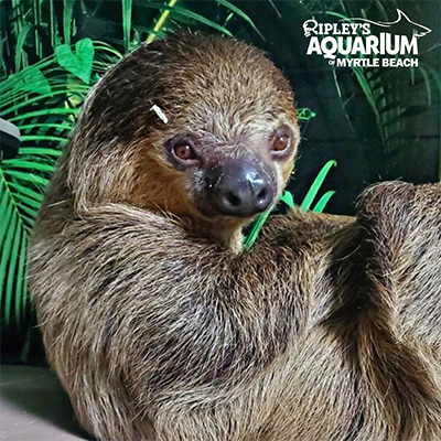 Sloth at Ripley's Aquarium