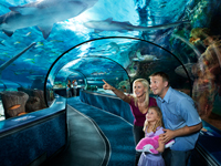 Image for: Myrtle Beach Attractions Open Year Round