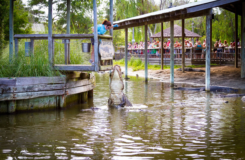 Alligator Adventure